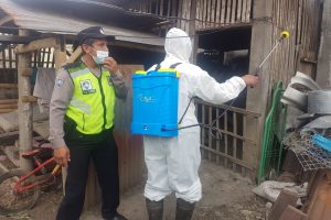 Cegah Wabah PMK, Polres Batu Gencarkan Penyemprotan Disinfektan