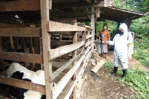 Cegah PMK, Bhabinkamtibmas Polres Batu Masifkan Penyemprotan Disinfektan