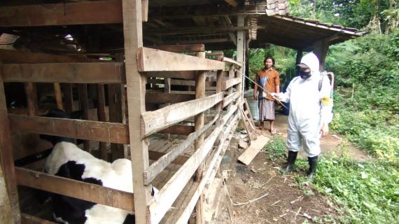 Cegah PMK, Bhabinkamtibmas Polres Batu Masifkan Penyemprotan Disinfektan