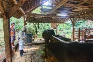 Redam PMK, Bhabinkamtibmas Wonoagung Kasembon Lakukan Penyemprotan Disinfektan di Kandang Milik Warga