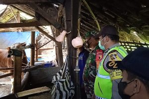 Dampingi Vaksinasi PMK Tahab II, Bhabinkmatibmas Desa Punten Imbau Peternak Jaga Kebersihan Kandang.