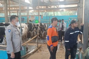 Giliran Ternak Hewan Milik Warga Desa Tlekung Kota Batu Mendapat Vaksin PMK Tahap Kedua