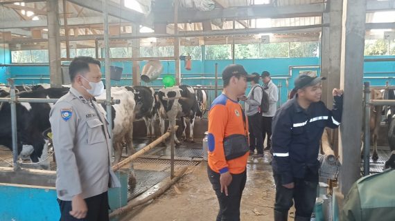 Giliran Ternak Hewan Milik Warga Desa Tlekung Kota Batu Mendapat Vaksin PMK Tahap Kedua