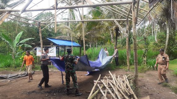 Kompak, Polisi dan Muspika Bongkar Arena Judi Sabung Ayam di Gedangan Malang