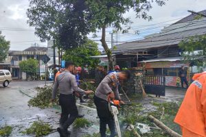 Sigap, Polisi Tangani Pohon Tumbang di Jagalan, Lalulintas Trenggalek – Ponorogo Kembali Normal