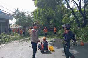 Quick Response Polres Batu dan Instansi Terkait Evakuasi Pohon Tumbang di Jalan Patimura