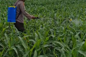 Kolaborasi Polres Pasuruan Kota dan Gapoktan Ubah Lahan Kering 9,7 Hektare Jadi Ladang Jagung yang Subur