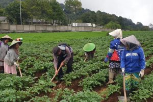 Personil Babhinkamtibmas Polres Batu Terjun Langsung Bantu Petani meningkatkan Hasil Produksi