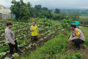 Dukung Ketahanan Pangan, Pak Bhabin Sambangi Lahan Pertanian di Desa Ngantru