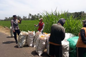 Bhabinkamtibmas Patroli ke Sawah, Dorong Semangat Ketahanan Pangan di Kasembon   