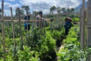 Dukung Ketahanan Pangan, Bhabinkamtibmas Batu Sambangi Lahan Tumpang Sari di Sumberejo