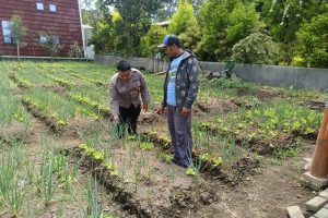 Bhabinkamtibmas Desa Sidomulyo Laksanakan Pemantauan Ketahanan Pangan, Dukung Produksi Pangan Nasional