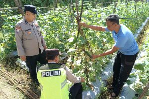 Polsek Pujon Cek Tanaman Ketahanan Pangan, Dukung Program Pemerintah