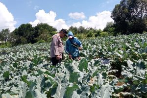 Bhabinkamtibmas Desa Punten dan Satgas Ketahanan Pangan Polda Jatim Kunjungi Lahan Brokoli, Dukung Program Ketahanan Pangan Bergizi