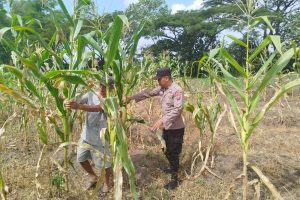 Anggota Bhabinkamtibmas Polsek Junrejo Jalin Komunikasi dengan Petani, Serap Ilmu Bertanam Jagung