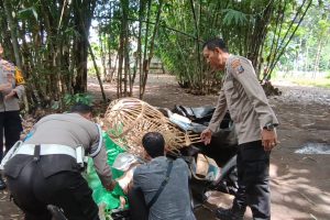 Tegas Berantas Perjudian Polisi Bongkar Lima Arena Sabung Ayam di Jember