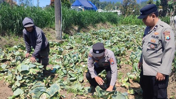 Jaga Ketahanan Pangan, Bhabinkamtibmas Kunjungi Pertanian Kubis
