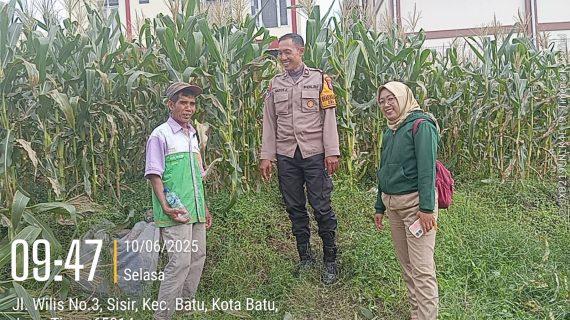 Bhabinkamtibmas Sisir Beri Pendampingan Bersama Penyuluh Pertanian di Lahan Jagung