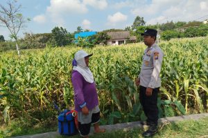 Dukung Ketahanan Pangan, Bhabinkamtibmas Pantau Pertanian Jagung di Beji