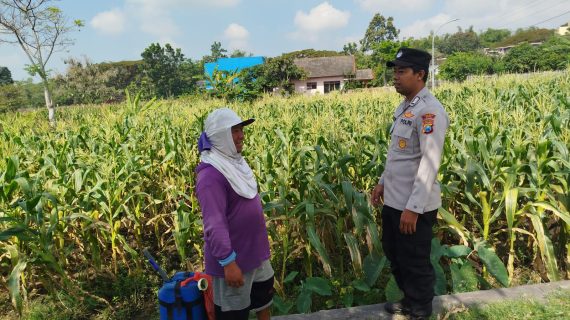 Dukung Ketahanan Pangan, Bhabinkamtibmas Pantau Pertanian Jagung di Beji
