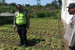 Bhabinkamtibmas Pujon Monitor Perkembangan Tanaman Sawi di Sukomulyo