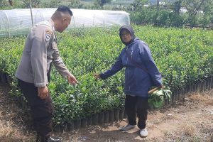 Bhabinkamtibmas Desa Mojorejo Silahturahmi dengan Petani Jeruk Nipis, Dukung Program Ketahanan Pangan Bergizi