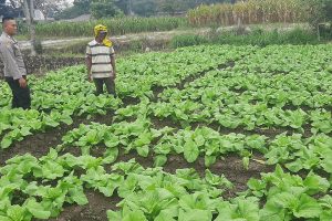Bhabinkamtibmas Desa Mojorejo Laksanakan Silaturahmi dengan Petani Sawi, Dukung Program Ketahanan Pangan Bergizi