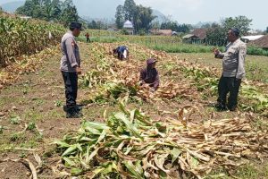 Polsek Pujon Patroli dan Monitoring Panen Jagung Wujudkan Kamtibmas Kondusif