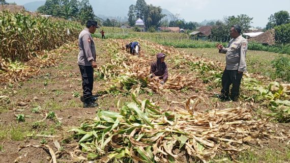 Polsek Pujon Patroli dan Monitoring Panen Jagung Wujudkan Kamtibmas Kondusif