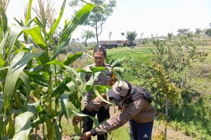 Bhabinkamtibmas Sambang Petani Jagung Dukung Program Pekarangan Pangan Bergizi