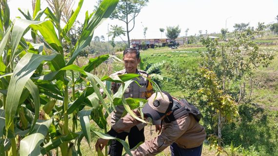 Bhabinkamtibmas Sambang Petani Jagung Dukung Program Pekarangan Pangan Bergizi