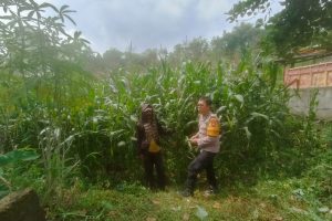 Upaya Nyata Bhabinkamtibmas Pagersari Jaga Ketahanan Pangan Nasional