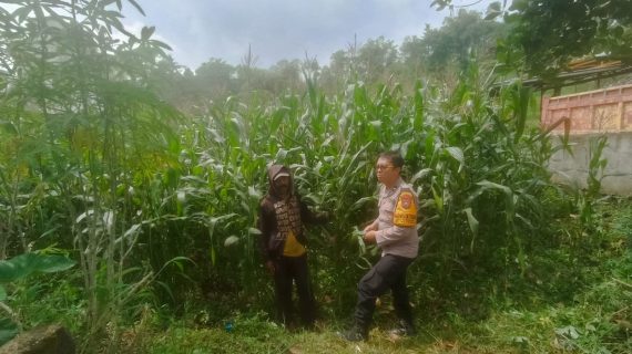 Upaya Nyata Bhabinkamtibmas Pagersari Jaga Ketahanan Pangan Nasional