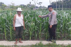 Bhabinkamtibmas Mojoreja Gelar Kunjungan Lapangan, Dukung Petani Jagung dan Sukseskan Ketahanan Pangan