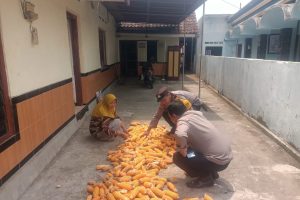 Bhabinkamtibmas Dampingi Petani Jagung, Wujudkan Sinergi Polisi dan Masyarakat untuk Ketahanan Pangan