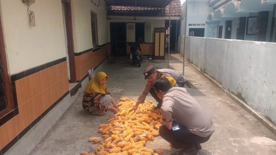 Bhabinkamtibmas Dampingi Petani Jagung, Wujudkan Sinergi Polisi dan Masyarakat untuk Ketahanan Pangan