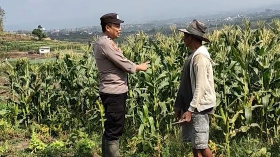 Bhabinkamtibmas Turun ke Sawah, Dukung Ketahanan Pangan dari Lahan Petani