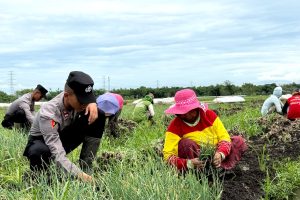 ‘Live In’ : Siswa Diktukba SPN Polda Jatim  Bantu Petani Bawang Merah di Nganjuk