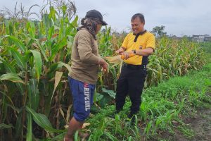 Bhabinkamtibmas Dampingi Petani Jagung Pipil, Sinergi Wujudkan Ketahanan Pangan di Batu