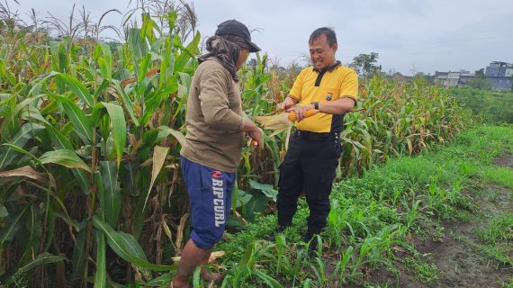 Bhabinkamtibmas Dampingi Petani Jagung Pipil, Sinergi Wujudkan Ketahanan Pangan di Batu