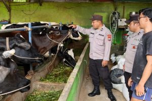 Bhabinkamtibmas Sambangi Peternak Sapi Perah, Tekankan Kebersihan untuk Kualitas Susu dan Ketahanan Pangan