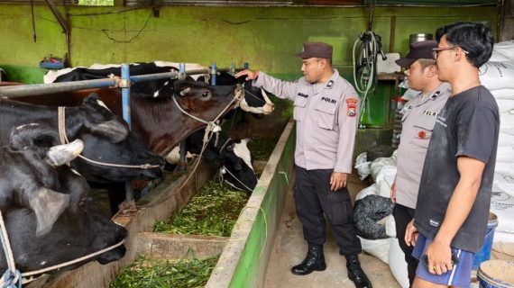 Bhabinkamtibmas Sambangi Peternak Sapi Perah, Tekankan Kebersihan untuk Kualitas Susu dan Ketahanan Pangan