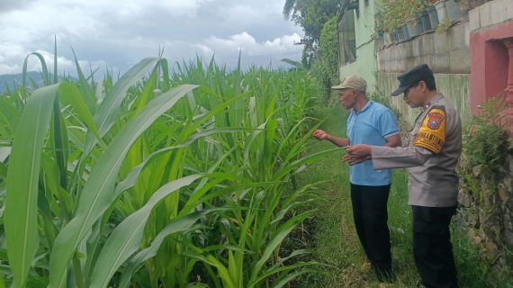 Bhabinkamtibmas Waturejo Sambangi Petani Jagung, Perkuat Sinergi dengan Warga di Musim Panen