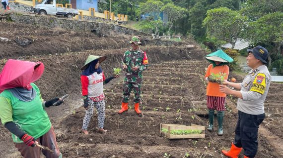 Dari Lahan Brokoli, Bhabinkamtibmas Bangun Ketahanan Pangan Desa