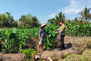Sambang Petani Jagung, Bhabinkamtibmas Junrejo Beri Motivasi