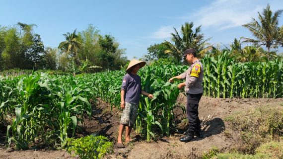 Sambang Petani Jagung, Bhabinkamtibmas Junrejo Beri Motivasi
