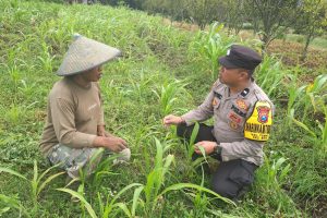 Program Basudewo Binmas Pioner, Bhabinkamtibmas Temas Tinjau Lahan Jagung Warga