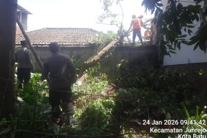 Angin Kencang Sebabkan Pohon Waru Tumbang, Personel Gabungan Polres Batu–Polsek Junrejo Bersama BPBD Lakukan Penanganan