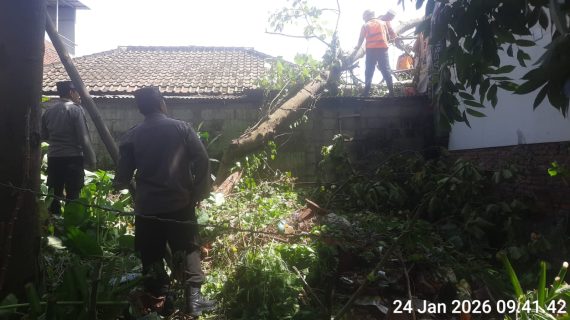 Angin Kencang Sebabkan Pohon Waru Tumbang, Personel Gabungan Polres Batu–Polsek Junrejo Bersama BPBD Lakukan Penanganan