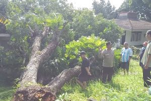 Angin Kencang Tumbangkan Pohon Akasia, Bhabinkamtibmas Amankan TKP dan Koordinasi dengan BPBD